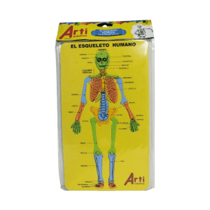 Material Educativo de Encaje El Esqueleto Humano Arti Creativo en Goma EVA